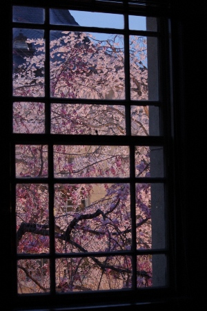 1963-12.4.10北側部屋窓から　ライトアップの桜.jpg